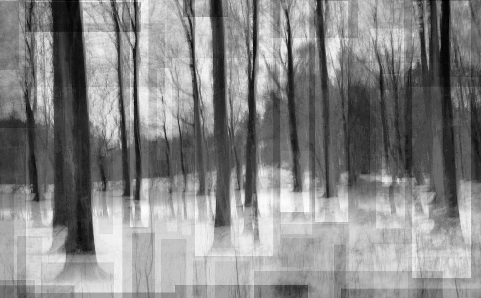 LUIS PAREDES, Forestal Choir, 2011
photo impression on canvas, 23 5/8 x 38 1/4 in. (60 x 97 cm)
ed: 2/5
LP-C-0003