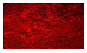 SILVIA RIVAS -&nbsp;Passing and Urgency VII
Series "" Notes on Time"", 2009